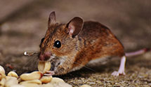24 Hour & Emergency Exterminators in Wadesboro, NC